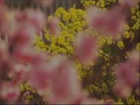 百花深處-片花