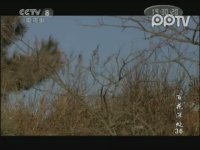 百花深處第36集搶先看01