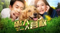 你的愛犬，就在身邊，與金毛哈林一起智斗大盜