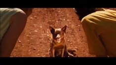 紅犬 預告片