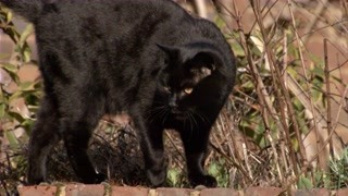 保留狩猎意识的小猫