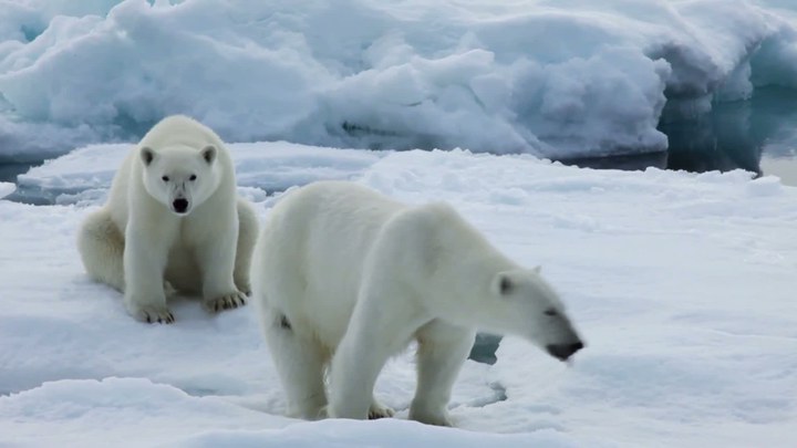 北极 花絮3：北极熊一家