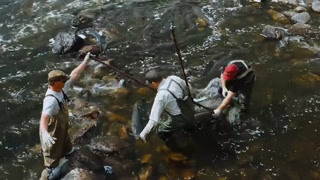 發生在威斯康星州沃爾夫河上的大自然奇跡 是北美現存最大的鱘魚產卵流