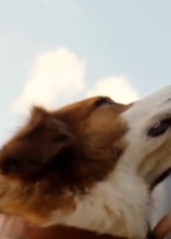 《一条狗的使命2》饭制视频，狗狗就是我们的天使