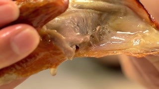 一鸽胜九鸡？ 中山·生炸妙龄乳鸽！