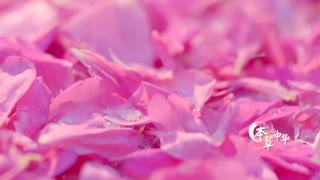 开花本草 芳香美溢的玫瑰不仅颜美而且味绝