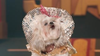 萌犬好声音3：狗中小甜甜 狗美声甜嗓音细