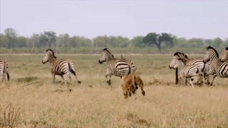 獅象間史詩般的戰斗