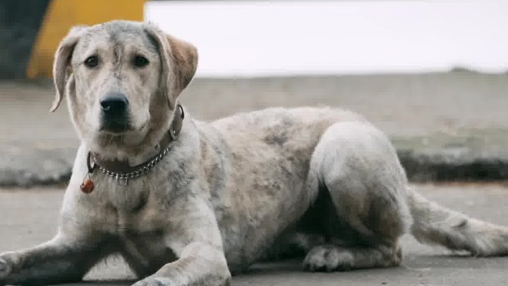 忠犬流浪記 預告片2：定檔版