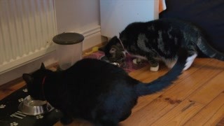 如何让猫适合新住所，真的需要注意的地方很多