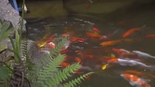 粤味搞笑轻喜剧