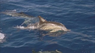 一群海豚正在用声呐检查前方的水域，这一场团结的捕食盛宴