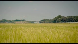 風吹麥浪超美景象