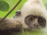 《地球：神奇的一天》白头叶猴特辑  中国隐秘神奇动物首曝光