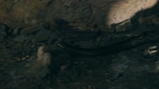 男人和毒蛇纏斗