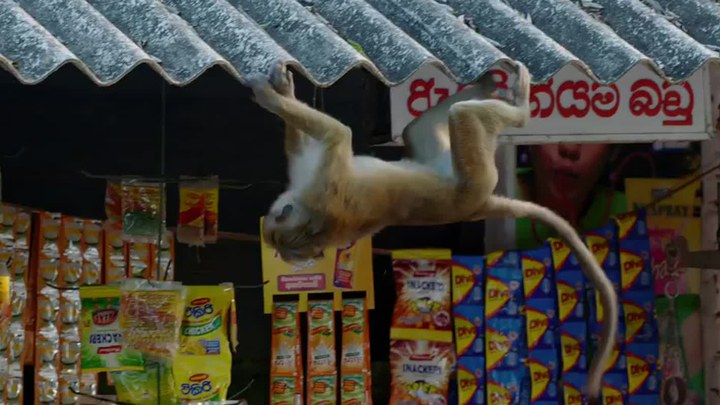 猴子王国 片段1：Urban Jungle