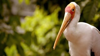 吉隆坡的生態簡直太好了 一座位于城市中央的生態公園