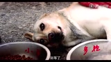 《神犬奇兵》激情预告 孬兵VS神犬