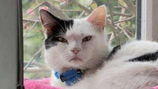 每只猫咪路线都不同