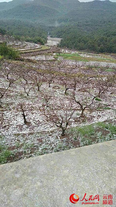 昆明:冰雹打落满地桃花惊艳朋友圈 果园受损果农心碎 第1页