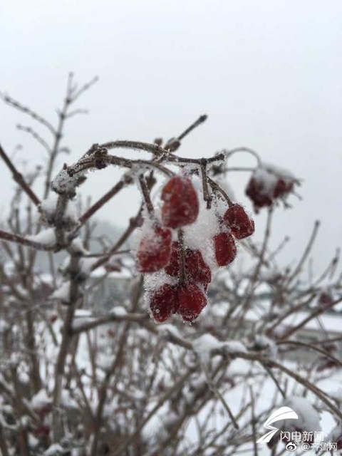 山东多地迎入冬初雪 银装素裹美爆朋友圈(4) 第4页