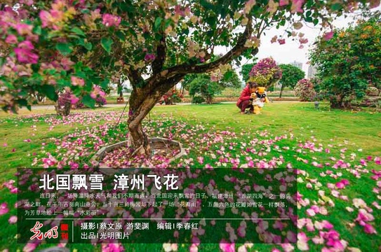 【光明图刊】北国飘雪 漳州飞花 第1页