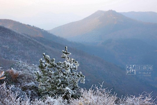 海拔979米宁波最高峰青虎湾岗现雾凇美景(8) 第8页