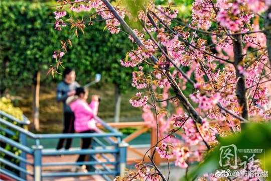 全国多地都在下雪 攀枝花却热到像过夏天(6) 第6页