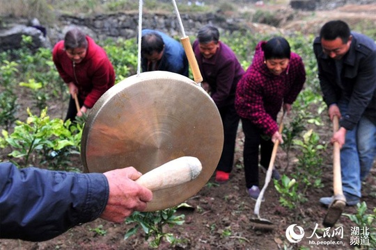 湖北宜昌:民间艺人自编“薅草锣鼓”唱词宣传十九大精神 第1页