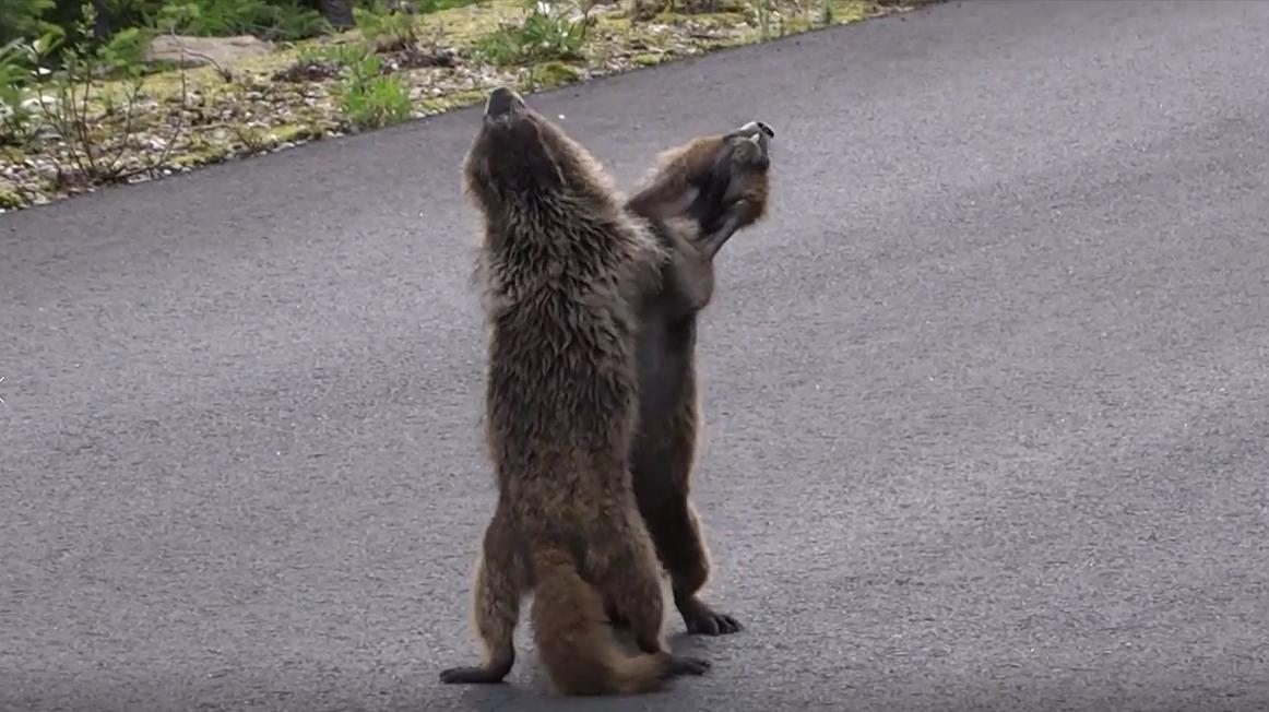 猫叫声驱鼠