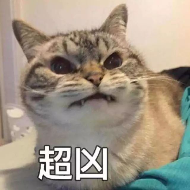 带猫的网名