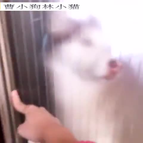 小猫表情包