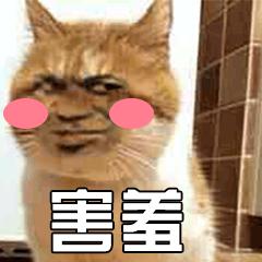 猫表情包gif