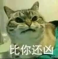 猫咪表情