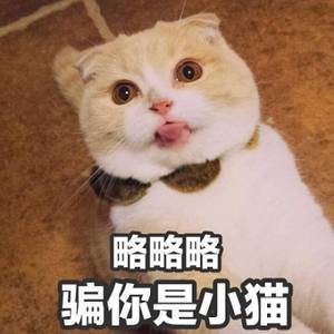 小猫表情包