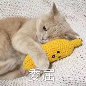 萌猫表情包