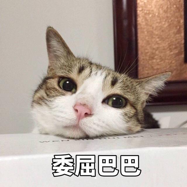 猫咪表情包带字图片