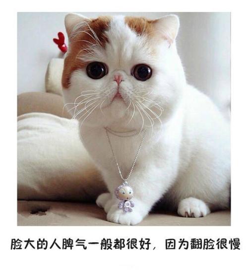 猫咪表情包带字图片