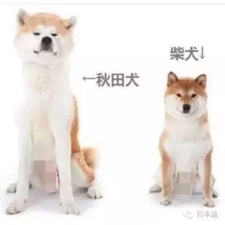 秋田犬表情包