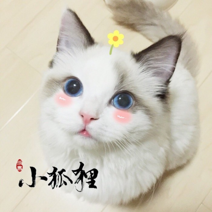 布偶猫头像