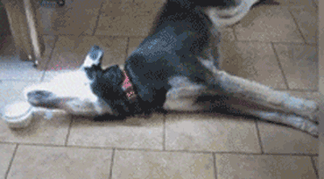 二哈你是有多懒 - 搜狗哈哈