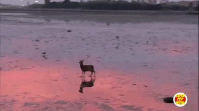 【动图】 跳得好开心的样子