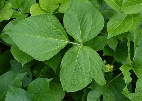 绿豆叶[lǜd&ograve;uy&egrave;]分享【药性】寒【药味】苦