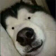 发呆哥 - 表情包搜索结果 - 表情包在线制作