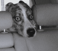 你能不能不要这样的表情?我很难专心开车的