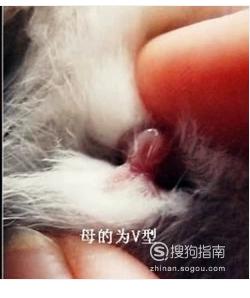 后的兔子(四个月左右或者更大的时候),公兔在大腿根部就会发育出蛋蛋