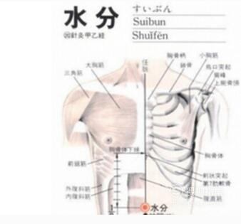 水分穴位位置图及作用看完就知道了