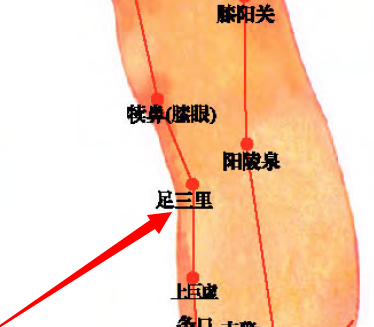 足三里穴位位置图和作用一起来研究下吧