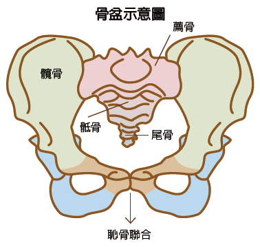 耻骨是哪里