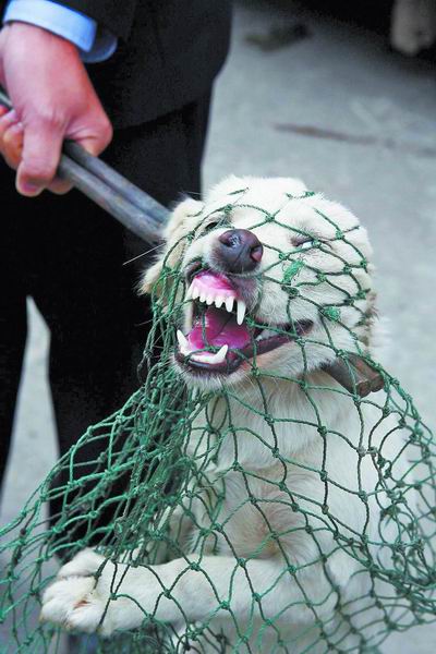 狂犬病的早期症状 大师来详解 天晴经验网